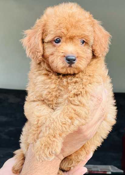 Poodle For Sale In Chhatarpur MP