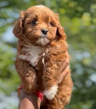 Maltipoo For Sale In Gurdaspur