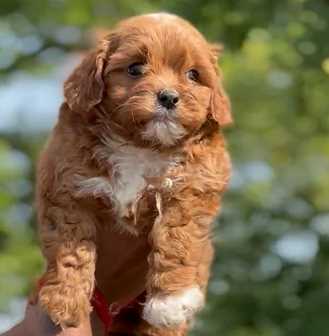 Maltipoo For Sale In Gurdaspur