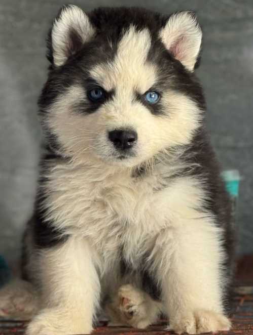 Siberian Husky For Sale In Jalandhar