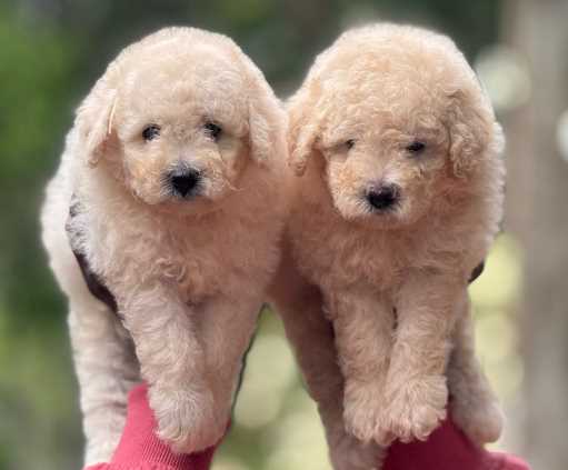 Poodle For Sale In Bangalore