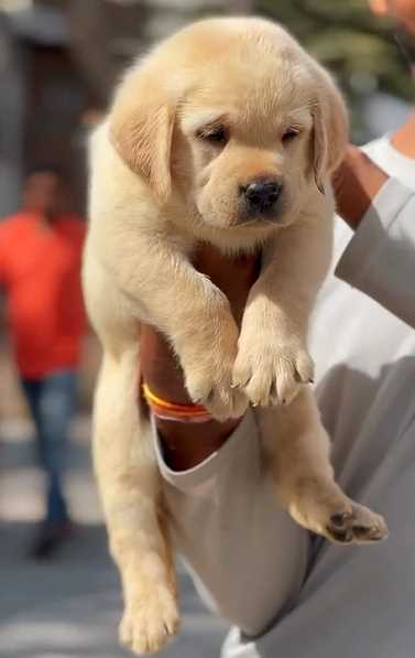 Labrador Retriever For Sale In Jaipur