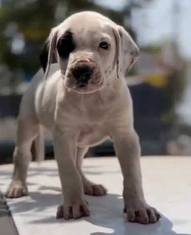 Indian Mastiff For Sale In Chennai