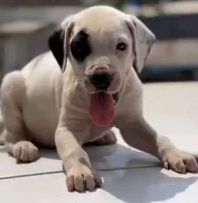 Indian Mastiff For Sale In Chennai