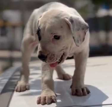 Indian Mastiff For Sale In Chennai