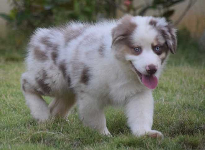 Australian Shepherd For Sale In Bangalore