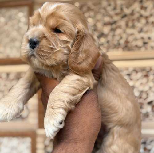 Cocker Spaniel For Sale In Delhi