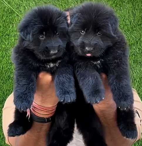 German Shepherd For Sale In Noida