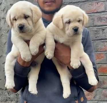 Labrador Retriever For Sale In Imphal