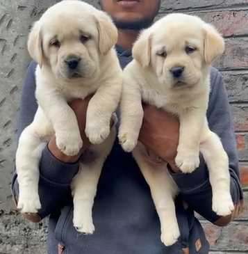 Labrador Retriever For Sale In Imphal