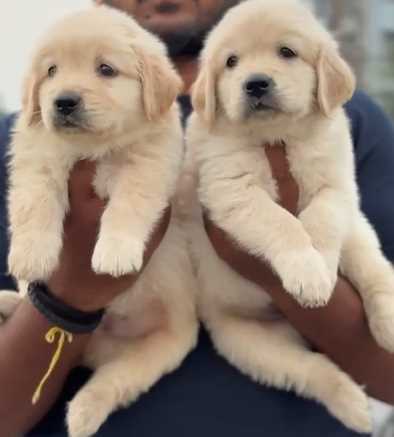 Golden Retriever For Sale In Surat