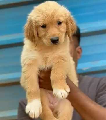Golden Retriever For Sale In Surat