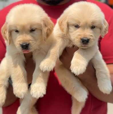 Golden Retriever For Sale In Surat