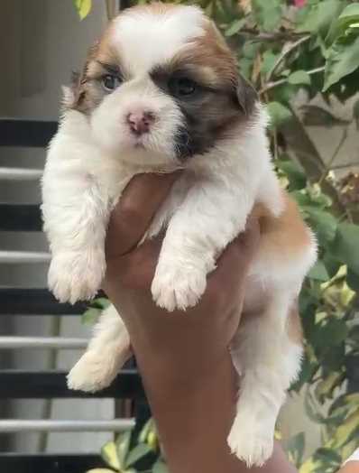 Shih Tzu For Sale In Shimla