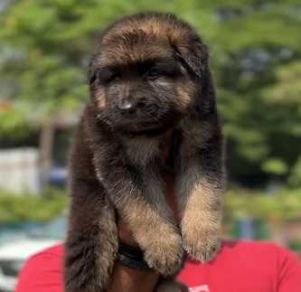 German Shepherd For Sale In Thiruvananthapuram