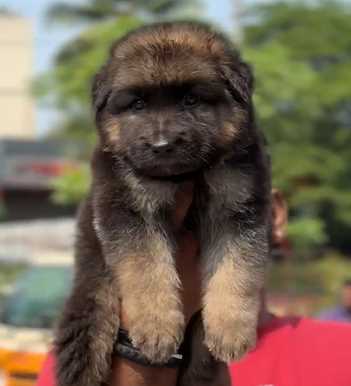 German Shepherd For Sale In Thiruvananthapuram