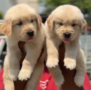 Golden Retriever For Sale In Faridabad