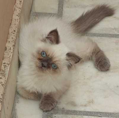 Ragdoll For Sale In Rohtak