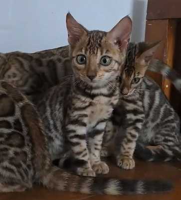 Bengal For Sale In Kochi