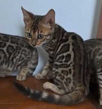 Bengal For Sale In Kochi