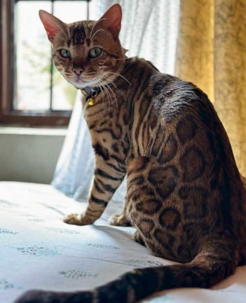 Bengal For Sale In Jaipur