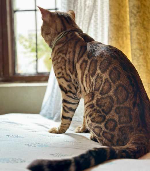 Bengal For Sale In Jaipur