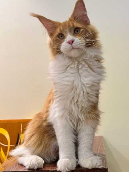Maine Coon For Sale In Jaipur