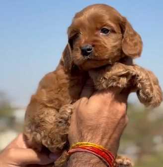 Cockapoo For Sale In Jaipur