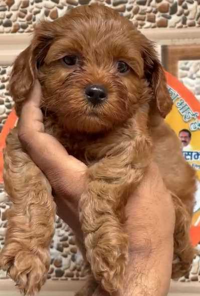 Cockapoo For Sale In Jaipur