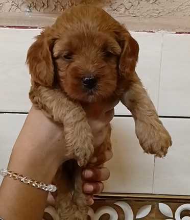 Cockapoo For Sale In Jaipur