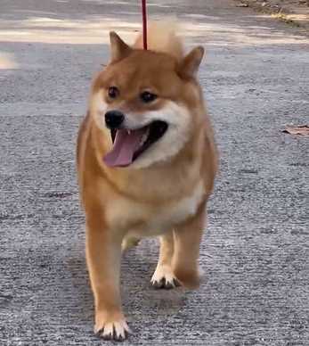 Shiba Inu For Sale In Jaipur