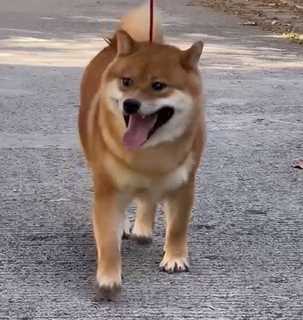Shiba Inu For Sale In Jaipur