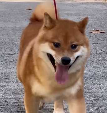 Shiba Inu For Sale In Jaipur