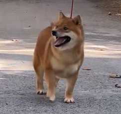 Shiba Inu For Sale In Jaipur