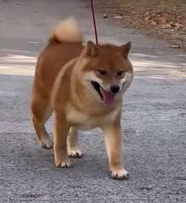 Shiba Inu For Sale In Jaipur
