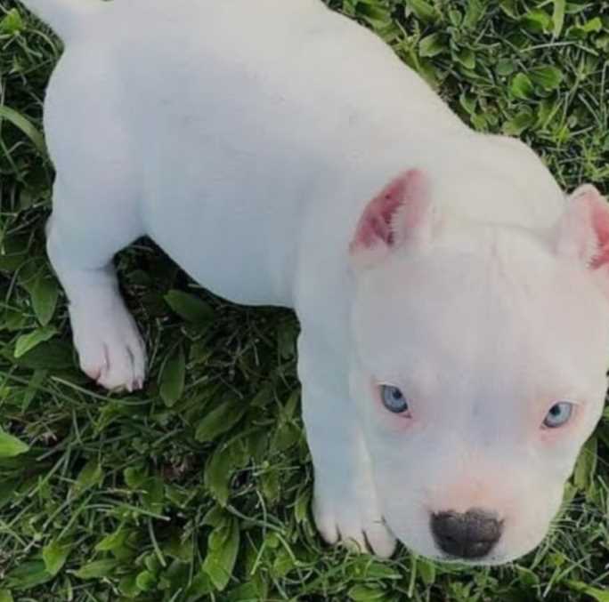 Dogo Argentino For Sale In Jaipur
