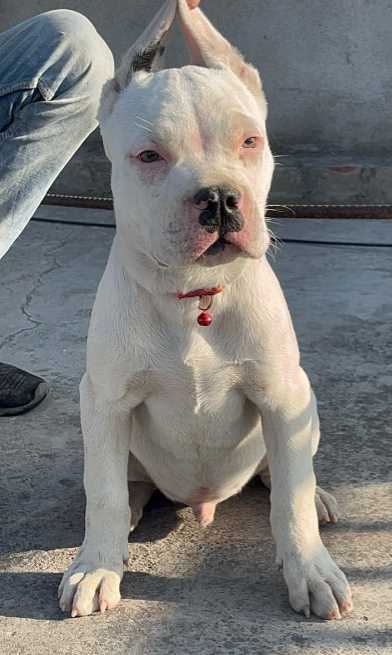 Dogo Argentino For Sale In Jaipur