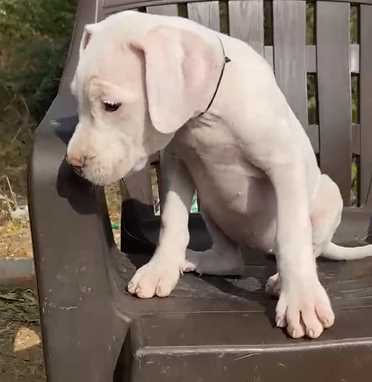 Dogo Argentino For Sale In Jaipur
