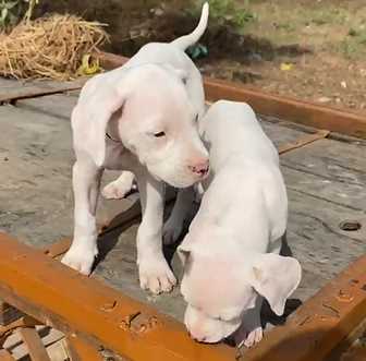 Dogo Argentino For Sale In Jaipur