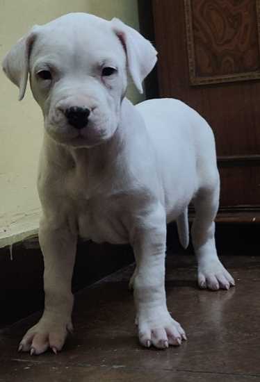 Dogo Argentino For Sale In Jaipur