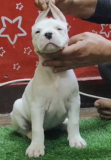 Dogo Argentino For Sale In Jaipur