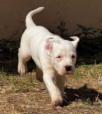 Dogo Argentino For Sale In Jaipur