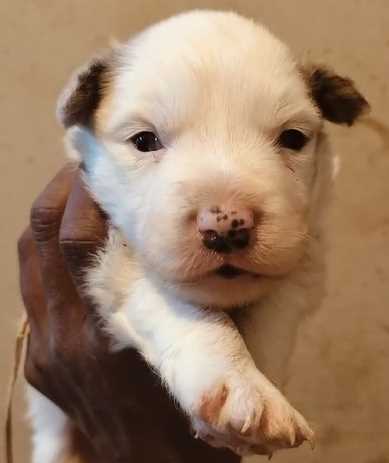 Border Collie For Sale In Pune