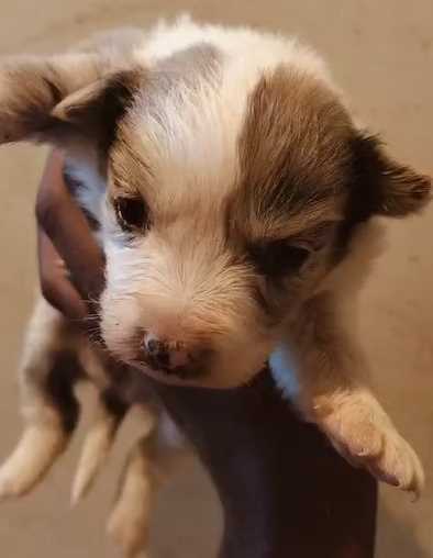 Border Collie For Sale In Pune