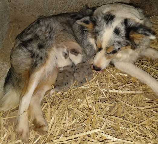 Border Collie For Sale In Pune