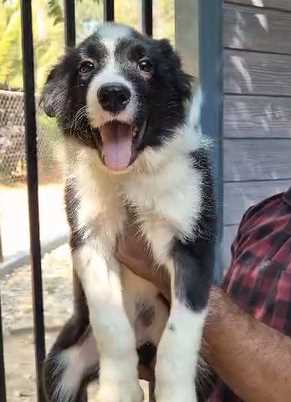 Border Collie For Sale In Mumbai
