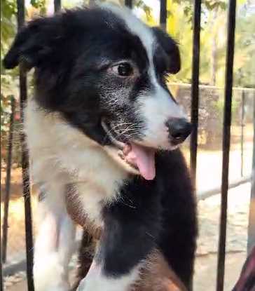 Border Collie For Sale In Mumbai