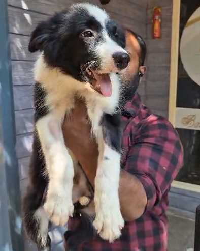 Border Collie For Sale In Mumbai