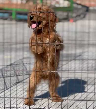 Goldendoodle For Sale In Pune