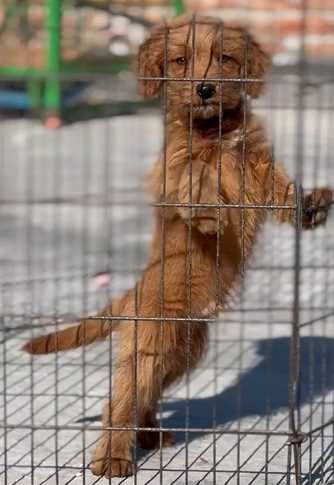 Goldendoodle For Sale In Pune